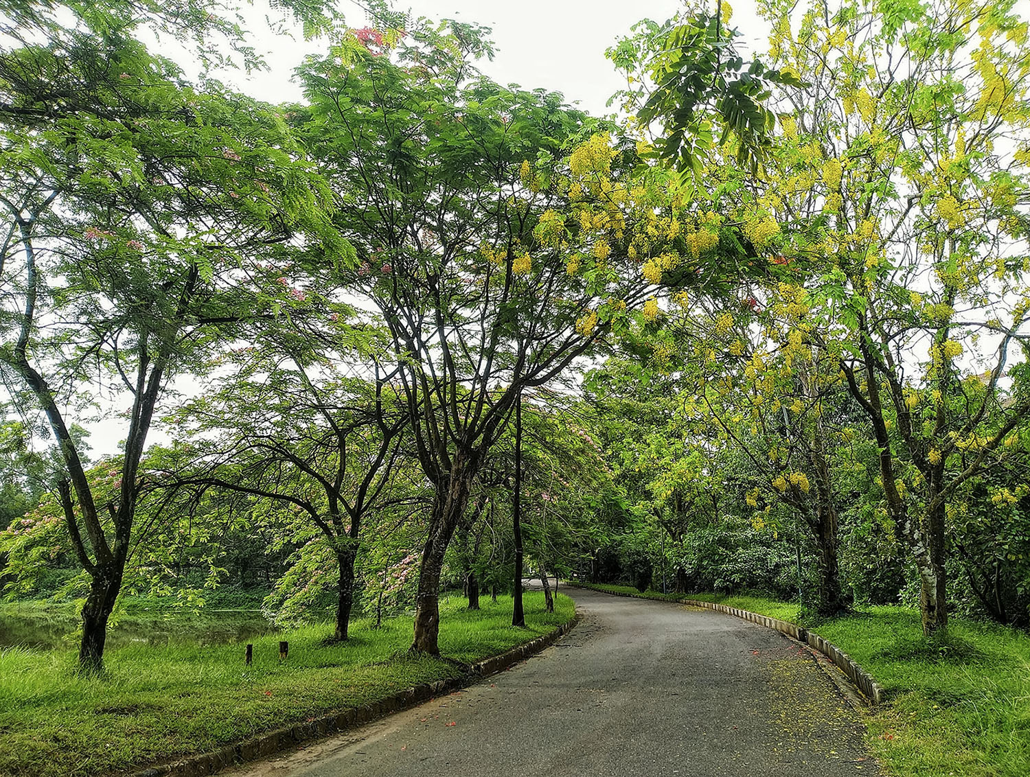 The Green Corridor